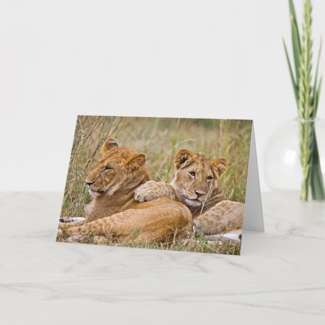 Carte Lion Cubs Lounging (Devant)