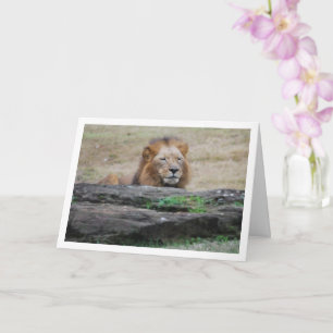 Carte Lion Derrière Rocher