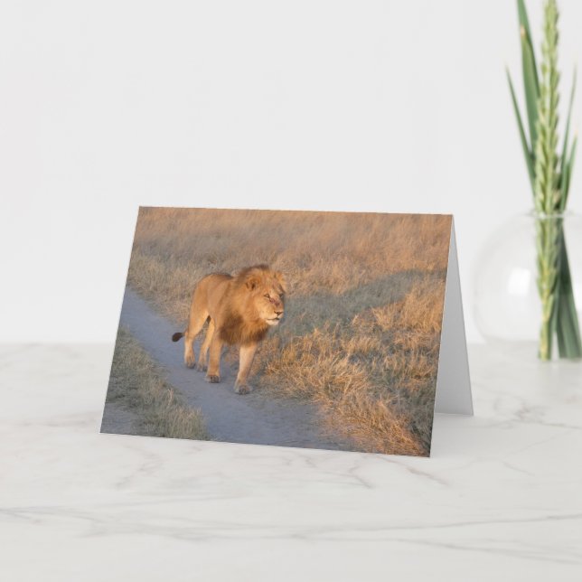 CARTE LION MÂLE AUX AGUETS  (Devant)