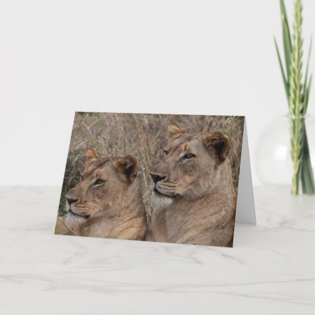 Carte Lionesses d'alerte (Devant)