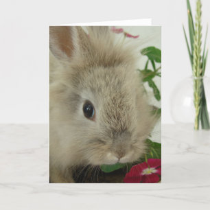 Carte Lionhead Bunny Toutes les Occasions