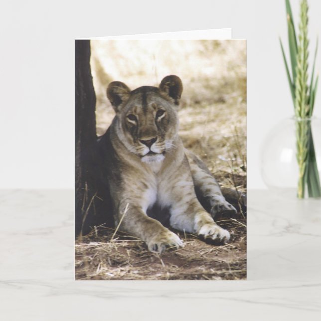 Carte Lionne (Devant)