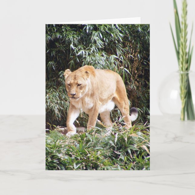Carte Lionne au printemps (Devant)