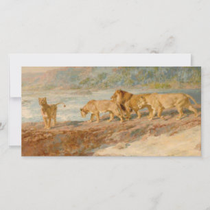 Carte Lions sur la rive d'un fleuve africain