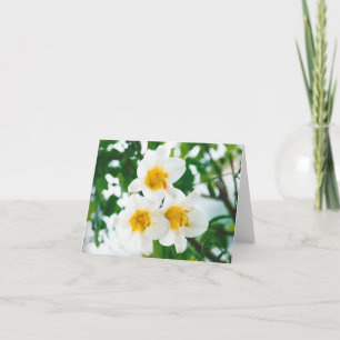 Carte Lis blancs rustiques - Lilium candidum