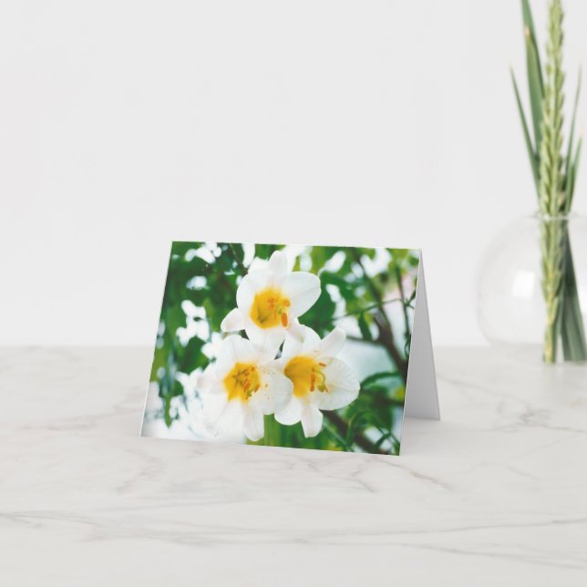 Carte Lis blancs rustiques - Lilium candidum (Devant)