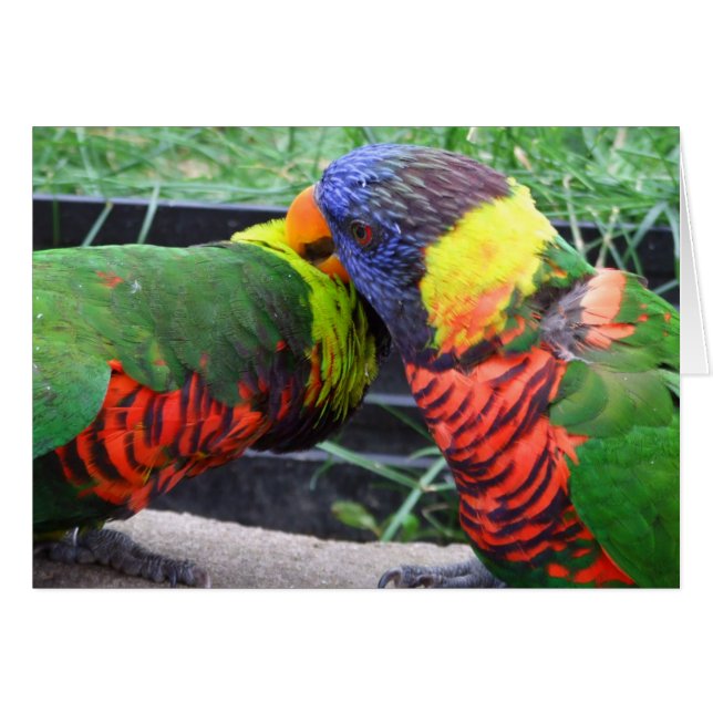 Carte lissante de Lorikeets d'arc-en-ciel (Devant horizontal)