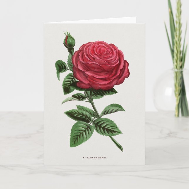 Carte Lithographie de rose antique, François-Frédéric Gr (Devant)