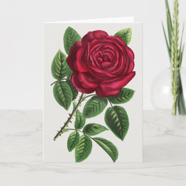 Carte Lithographie de rose antique, François-Frédéric Gr (Devant)