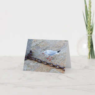 Carte Little Gull Big Chain St Ives Cornwall Angleterre