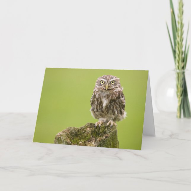 Carte Little Owl Card par cARTerART (Devant)