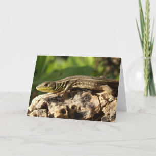Carte Lizard