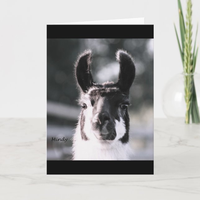 Carte Llama Ears (Devant)