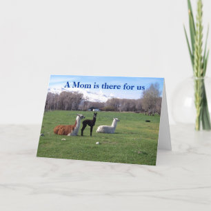 Carte Llama et jeunes