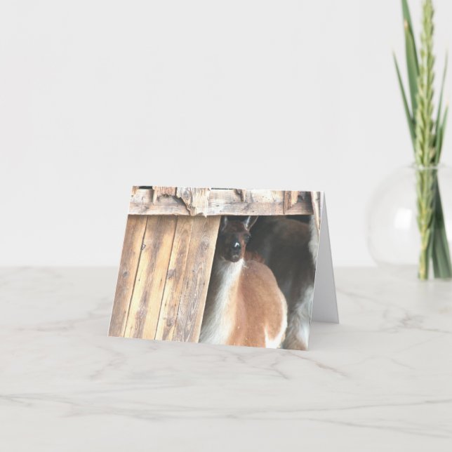 Carte Llama In Barn Farm Animal Personalized Note (Devant)