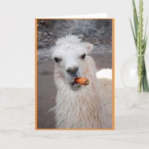 Carte Llama mangeant de la carotte.