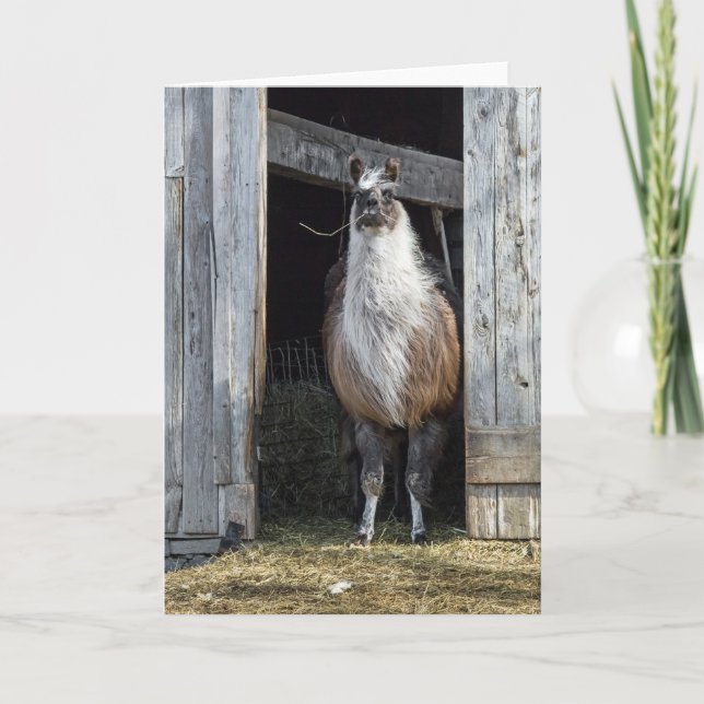 Carte Llama, Salutation Le Jour (Devant)