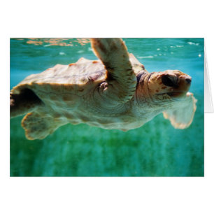 Carte Loggerhead #1