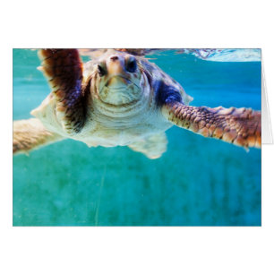 Carte Loggerhead #4
