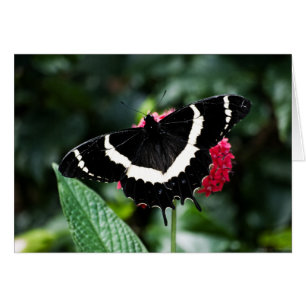 Carte Lolipop papillon