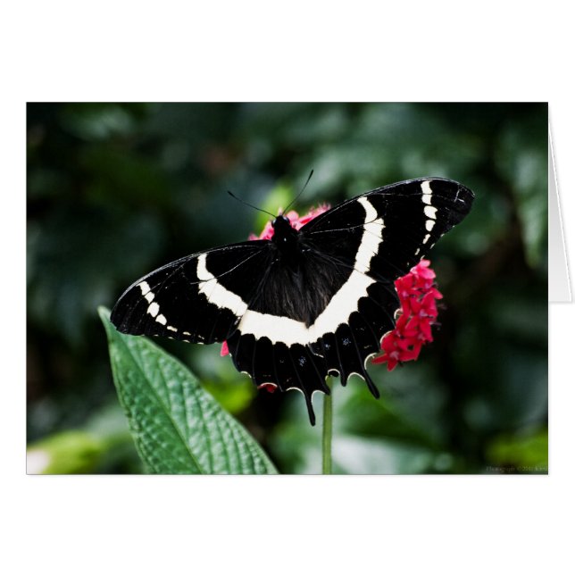 Carte Lolipop papillon (Devant Horizontal)