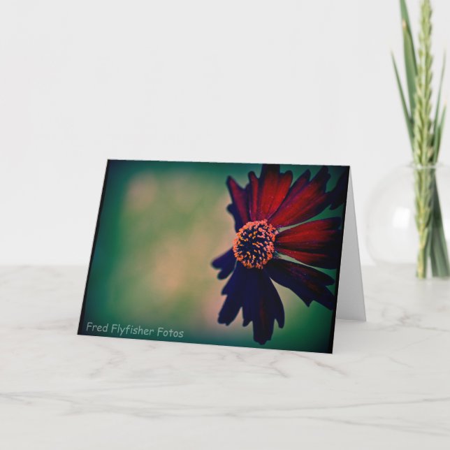 Carte Lomo Daisy Card (Devant)