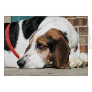 Carte Lonely Basset Hound