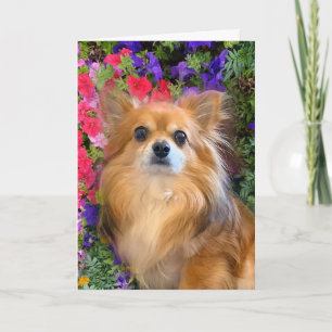 Carte Longhair Chihuahua Fleurs florales