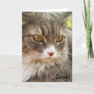 Carte Look! Birthday Card with Cat