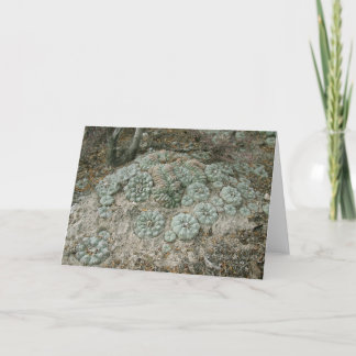 Carte Lophora williamsii - Peyote