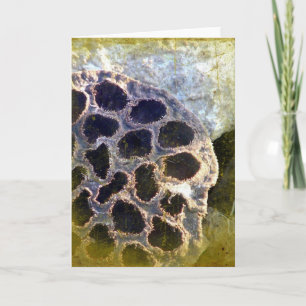 Carte Lotus Seed Pod