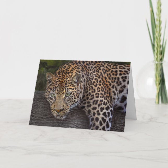 Carte Lounge Leopard (Devant)