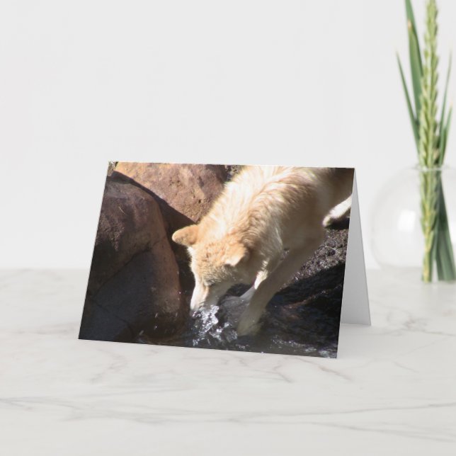 Carte Loup gris (Devant)