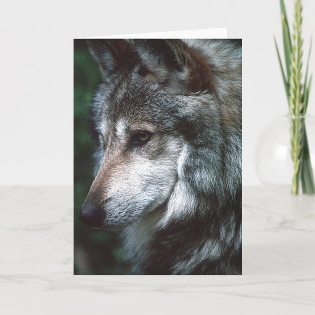 Carte Loup gris (Devant)