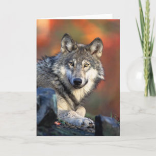 Carte Loup gris