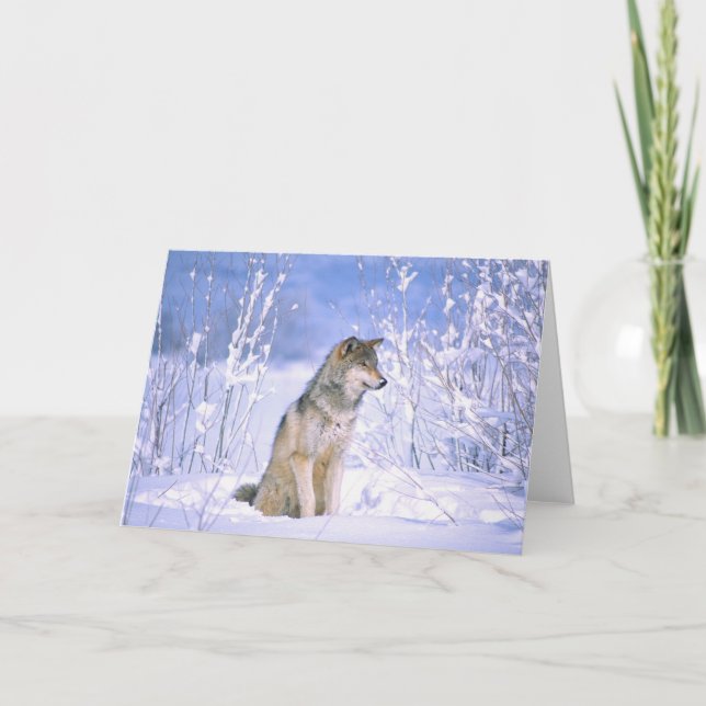 Carte Loup gris assis dans la neige, Canis lupus, (Devant)