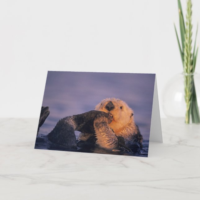 Carte Loutre de mer, Enhydra lutris (Devant)