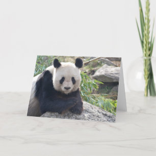 Carte Lovely Giant Panda