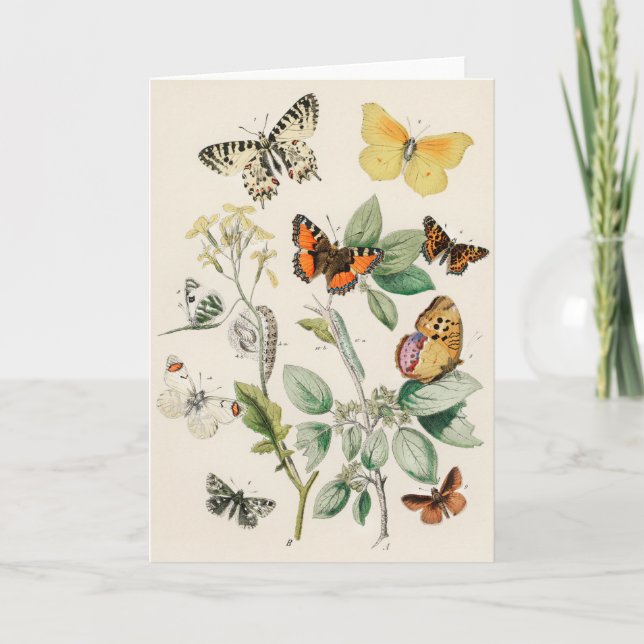 Carte Lovely vintage illustration of butterflies (Devant)