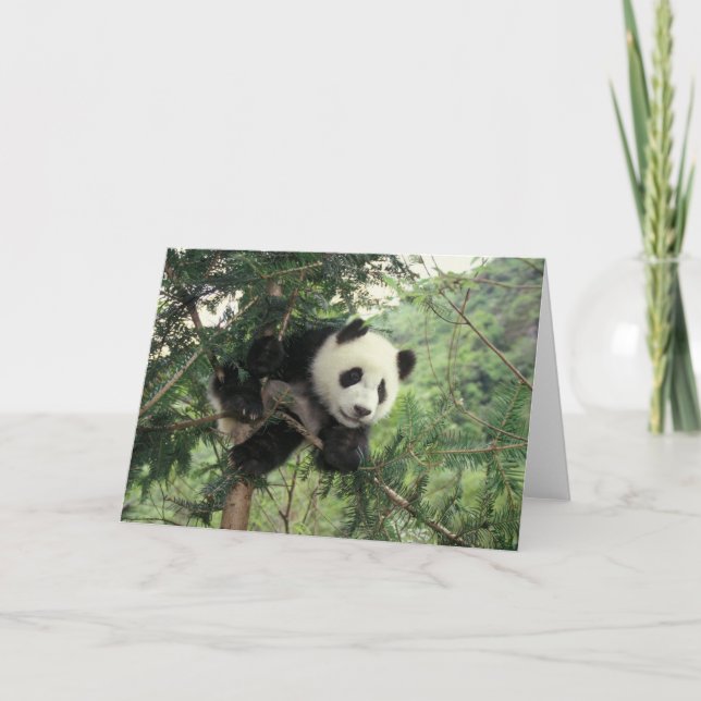 Carte L'petit animal de panda géant grimpe à un arbre, (Devant)