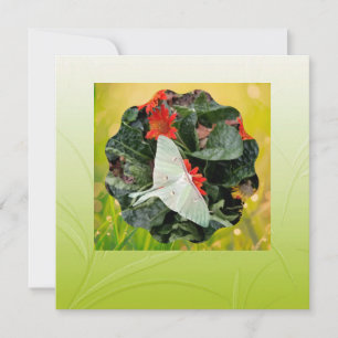 Carte Luna Moth Plat Captivante