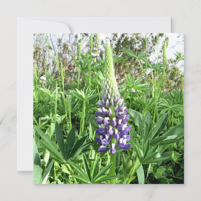 Carte Lupine Jardin Français (Devant)