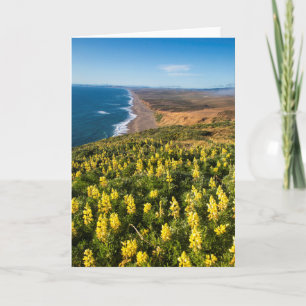 Carte Lupine Jaune Au-Dessus De Point Reyes Beach À Poin