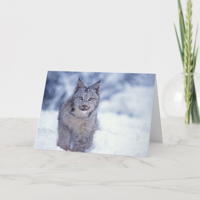 Carte lynx, Lynx lynx, dans la neige, dans les contrefor (Devant)