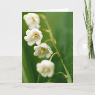 Carte Lys blanc de muguet (Convallaria majalis) 