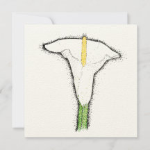 Lys calla