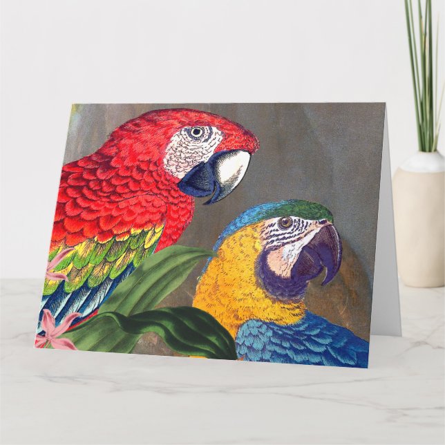Carte Macaw Parrot Birds Heureux Anniversaire Big Card (Devant)