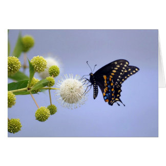 Carte - machaon noir 181