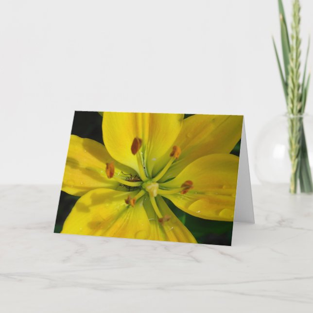 Carte Macro Lily jaune après la pluie (Devant)