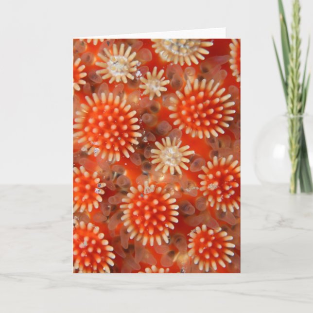 Carte Macro Sea Star (Devant)